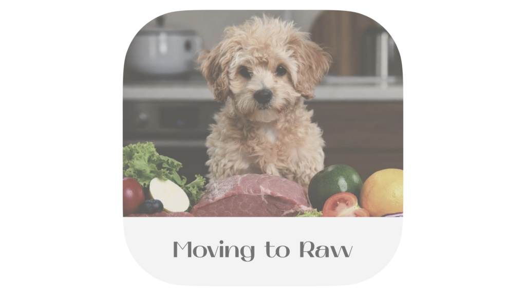 A cute light-brown curly-haired puppy sits attentively behind a large assortment of fresh raw ingredients on a kitchen counter, including raw red meat, fish fillets, tomatoes, lettuce, blueberries, avocado, and other vegetables and fruits. The image has rounded corners with the text 'Moving to Raw' displayed at the bottom.